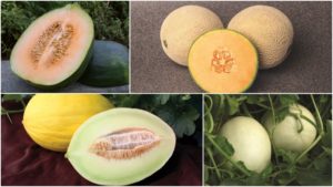 11 Specialty Melons to Round Out Your Crop Mix
