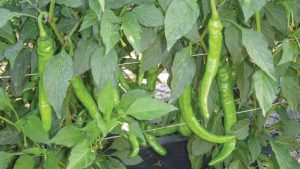 Why Trialing Plant Biostimulants Is Worth the Investment