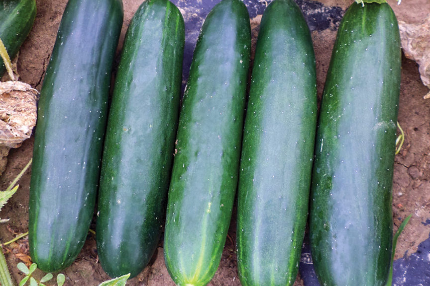 Bristol from Seminis and Stokes Seeds, Inc.