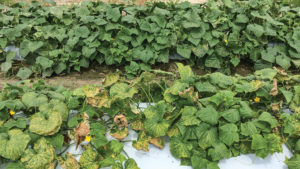 What Controls Downy Mildew in Cucumbers – and What Doesn’t?
