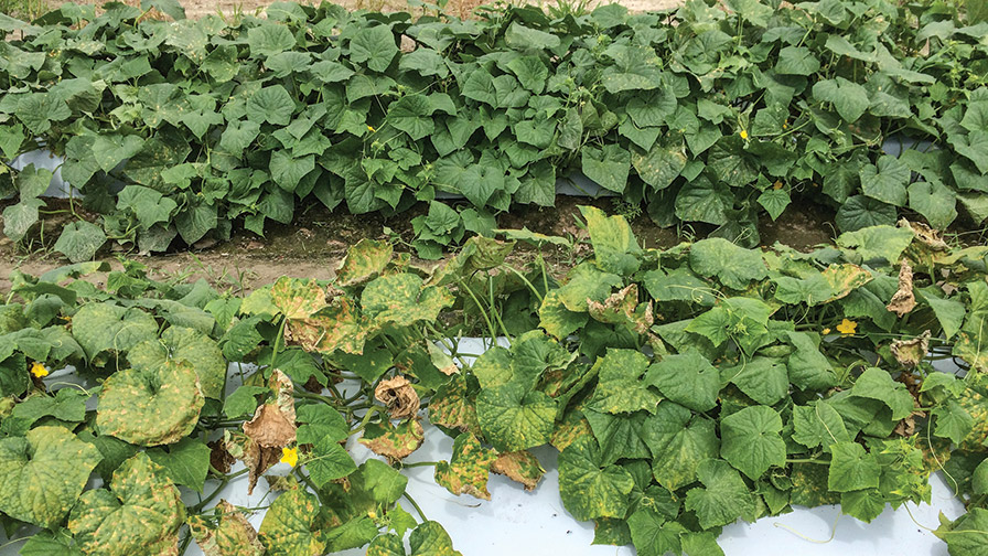 What Controls Downy Mildew in Cucumbers – and What Doesn’t?