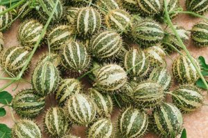 Bush Hog from Seeds by Design