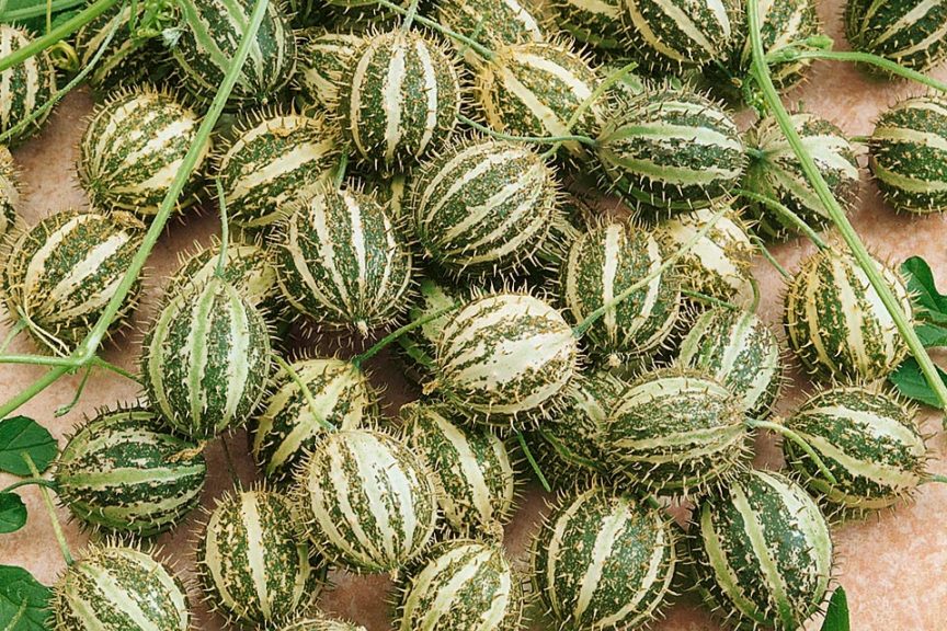 Bush Hog from Seeds by Design
