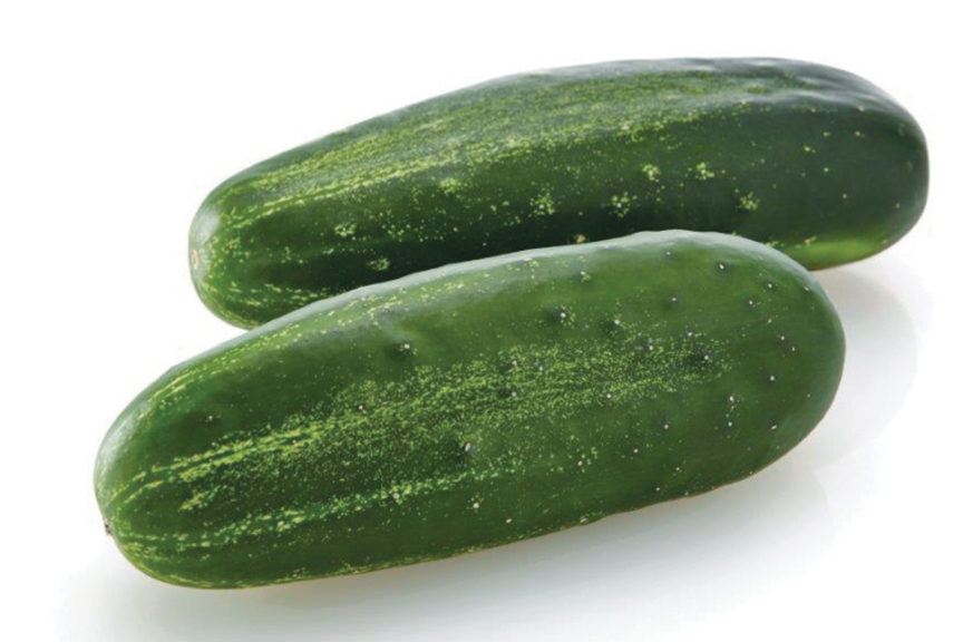 15 Cucumber Varieties Great for 2019 - Growing Produce