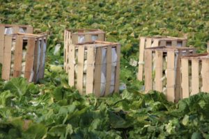 Crates of Freshly Harvested Cabbage
