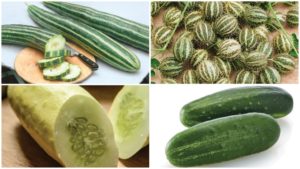 15 Cucumber Varieties Great for 2019