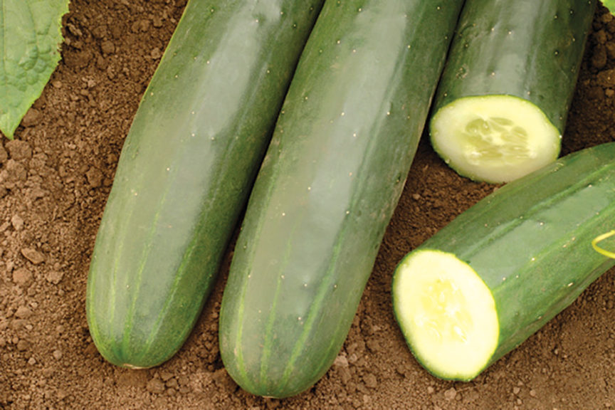 Darlington from Seminis, Rispens Seeds, Inc., and Rupp Seeds