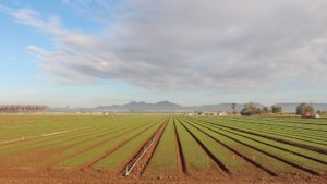 How Top Flavor Farms Succeeds