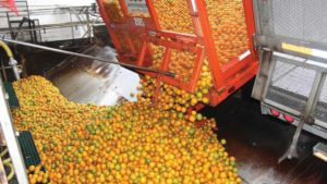 The Changing Face of the Citrus Sector: Florida vs. California