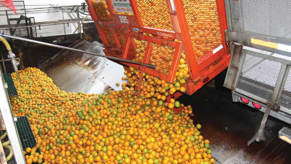 The Changing Face of the Citrus Sector: Florida vs. California