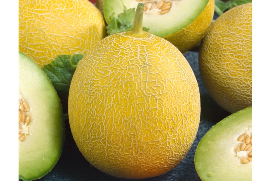 Glamorous F1 from Terra Organics