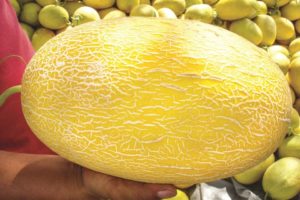 Golden Hami F1 from Golden Valley Seed