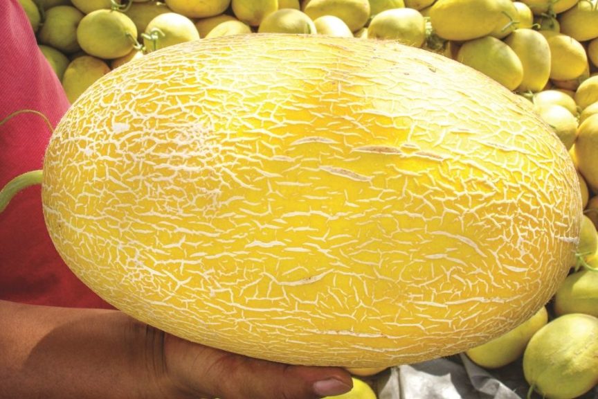 Golden Hami F1 from Golden Valley Seed