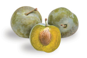 'Green Gage' plum