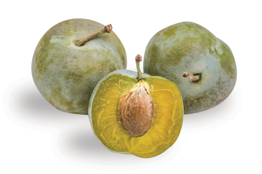 'Green Gage' plum