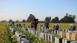 Vegetable Growers Rally to Conquer COVID-19-Induced Challenges