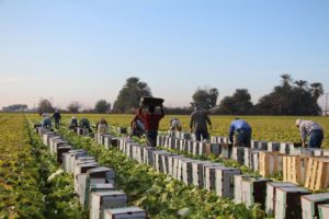 Harvesting and Packing Cabbage 
