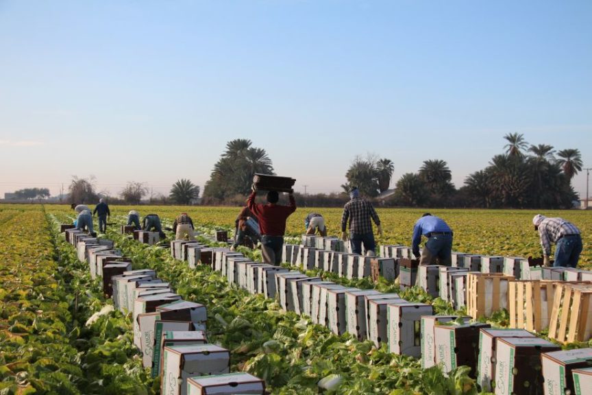 Harvesting and Packing Cabbage 