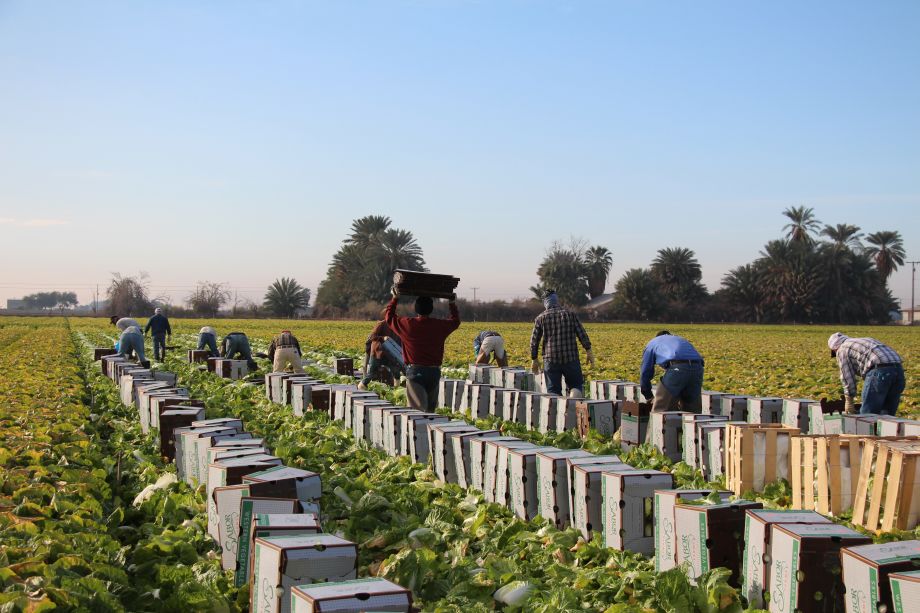 harvesting vegetables at Top Flavor Farms