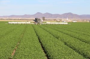 Harvesting Cilantro