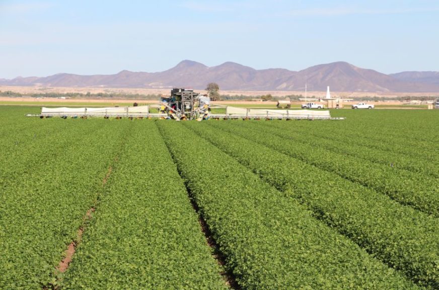 Harvesting Cilantro