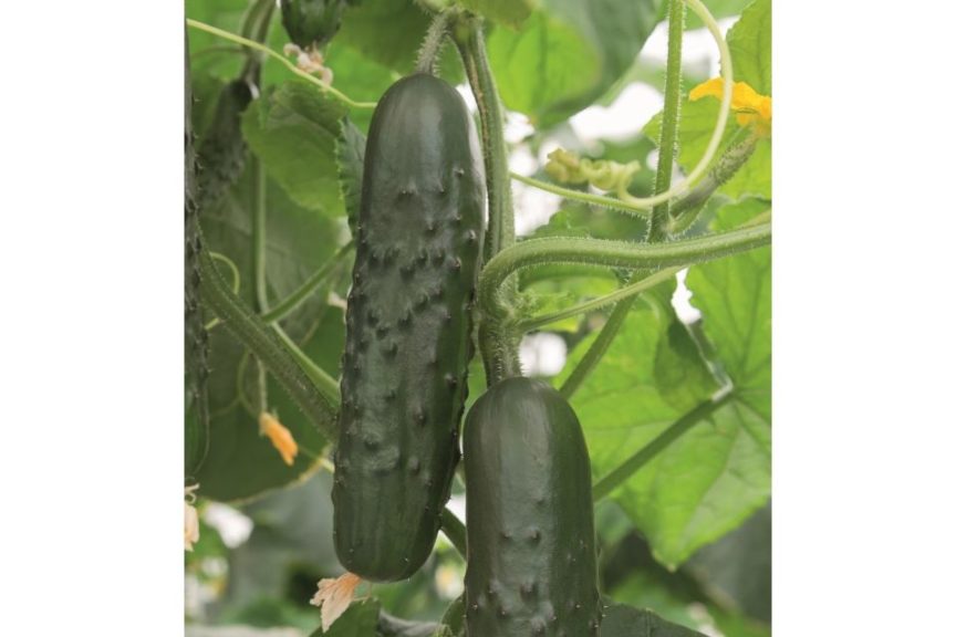 Lagos from Bejo Seeds, Inc.