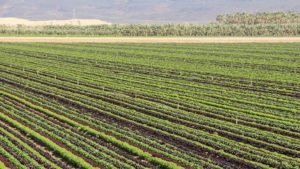 Leafy Green Growers Will Survive COVID-19