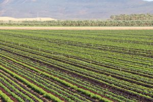 Mixed Lettuce Field at Top Flavor