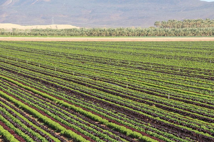 Mixed Lettuce Field at Top Flavor