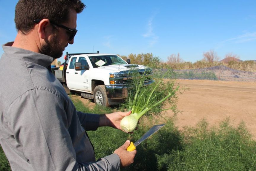Sampling Fennel