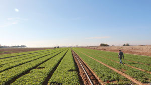 What Lies Ahead for Vegetable Growers in 2021?