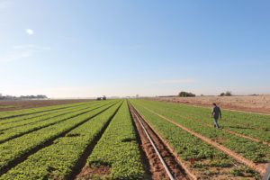 Clements Walks the Radish Field