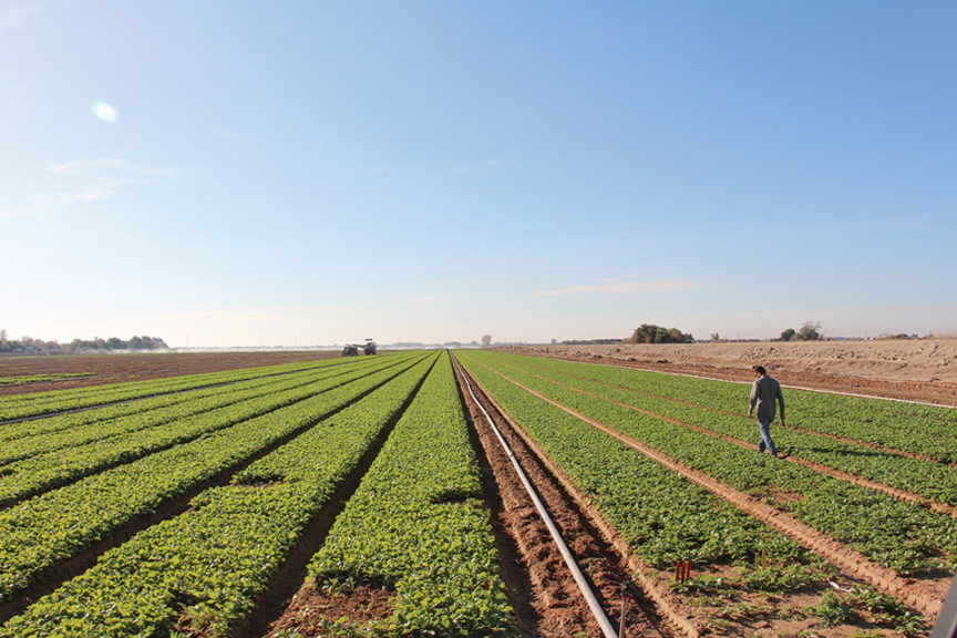 Clements Walks the Radish Field