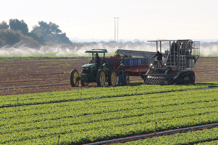 Radish Harvesting
