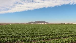 New Study Shows How Much Tribal Agriculture in Arizona is Growing