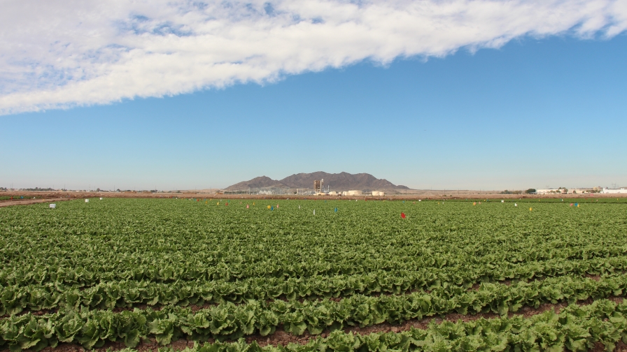 New Study Shows How Much Tribal Agriculture in Arizona is Growing