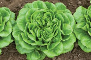 Salanova Green Butter from Rijk Zwaan and Johnny's Selected Seed