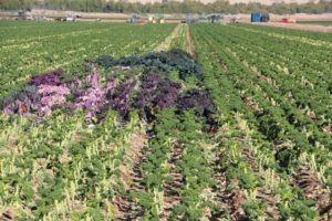 Seed Trials at Top Flavor