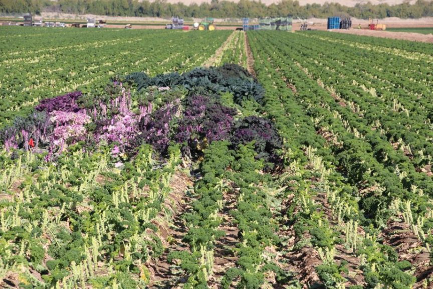 Seed Trials at Top Flavor