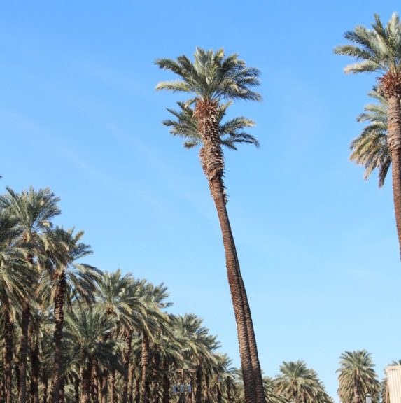 The Original U.S. Medjool Date Palms