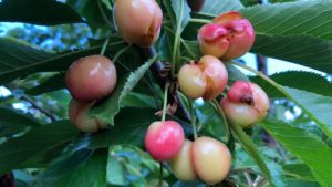 California Cherries Hammered by Unseasonable Storms