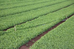 Treating Irrigation Water