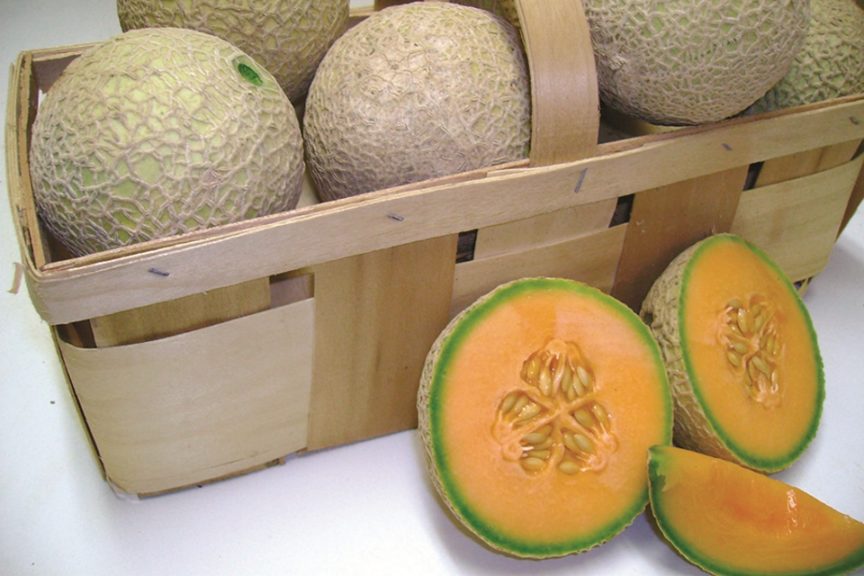 Sugar Cube from Seneca Vegetable Research, Rupp Seeds, and Stokes Seeds