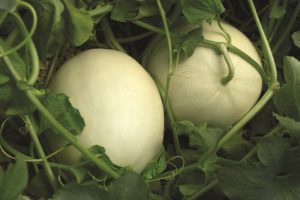 Super Nectar (Sakata Seed America, Rupp Seeds)