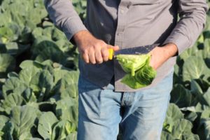 13. Cabbage (Clean)
