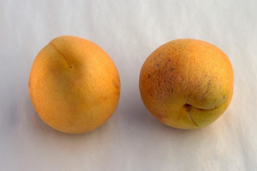 'Alameda Hemskirke' apricot
