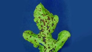 Aim to Keep Anthracnose out of Your Cucurbit Crops