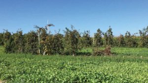 Scientists Strive to Save Apple Orchards From Replant Disease