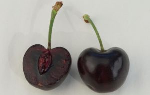 'Black Republican' cherry