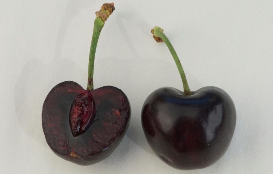 'Black Republican' cherry
